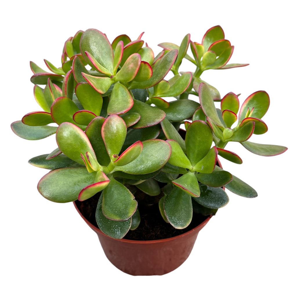Crassula ovata 'Sunset' (peniazovník) 2pp