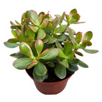 Crassula ovata 'Sunset' (copacul cu bani) 2pp