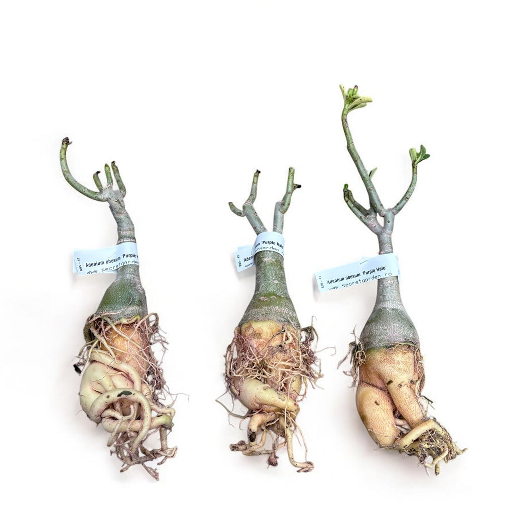 Adenium obesum 'Purple Halo'