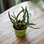 Bulbi de lalele cu flori bicolore in ghiveci (Tulipa Taco)