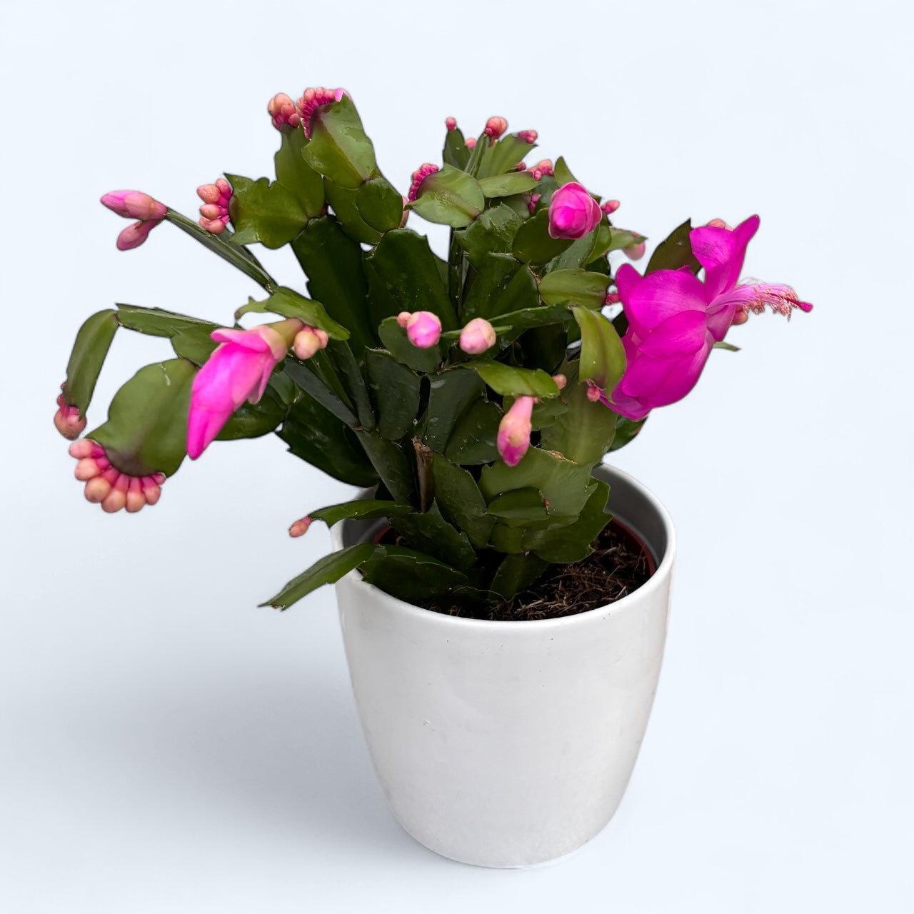 Craciunita roz - Schlumbergera ‘Cyber Dancer'