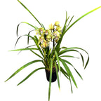 Cymbidium Anna