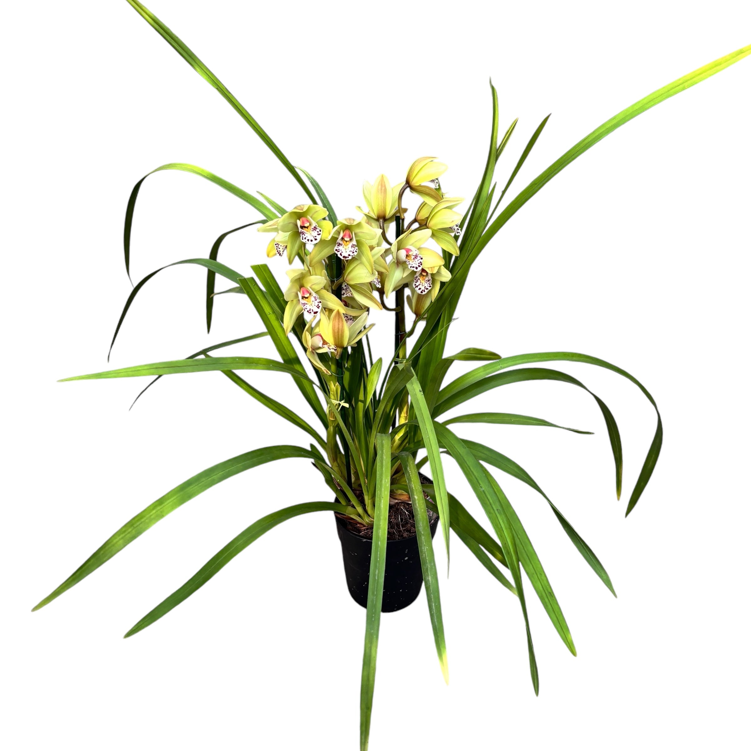 Cymbidium Anna