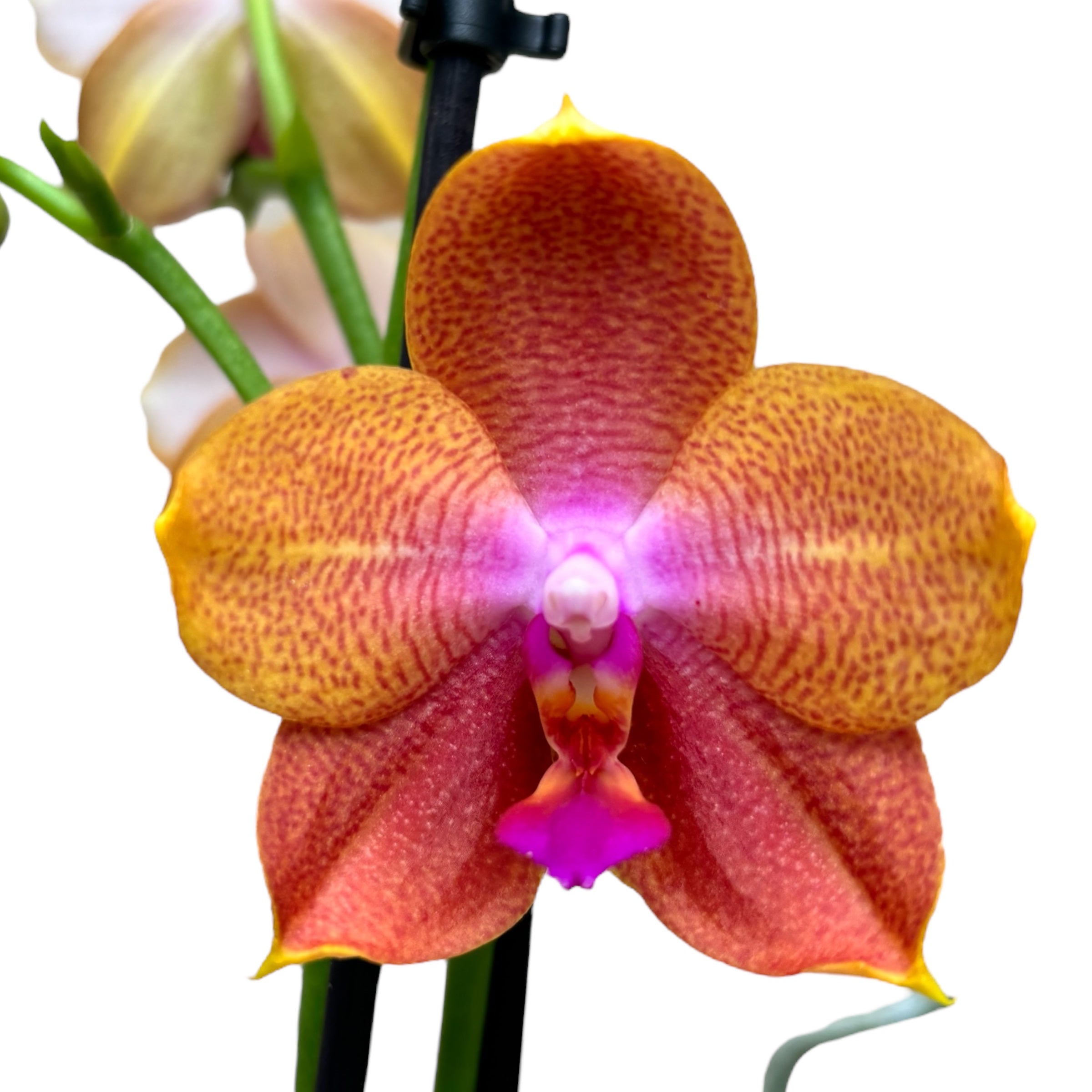 Phalaenopsis Limited #24 - flori intens parfumate
