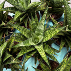 Sansevieria 'Tina Crown' - Sansevieria compacta cu frunze in rozeta