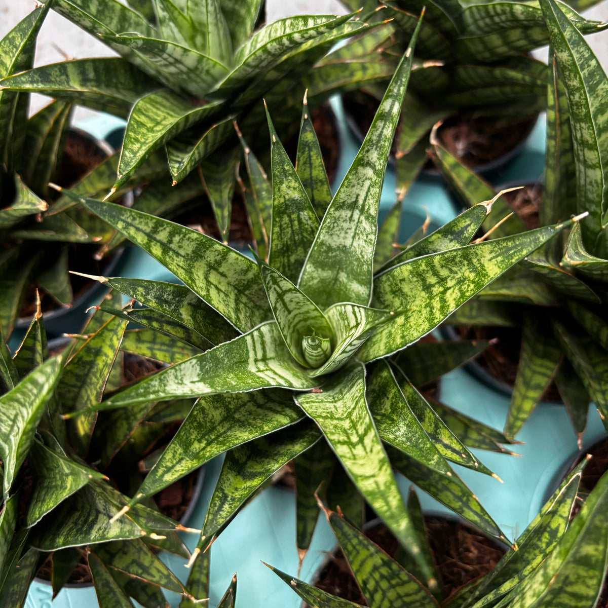 Sansevieria 'Tina Crown' - Sansevieria compacta cu frunze in rozeta