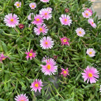 Delosperma cooperi 'Lido Pink' (ledová květina, růžová krystalová květina)