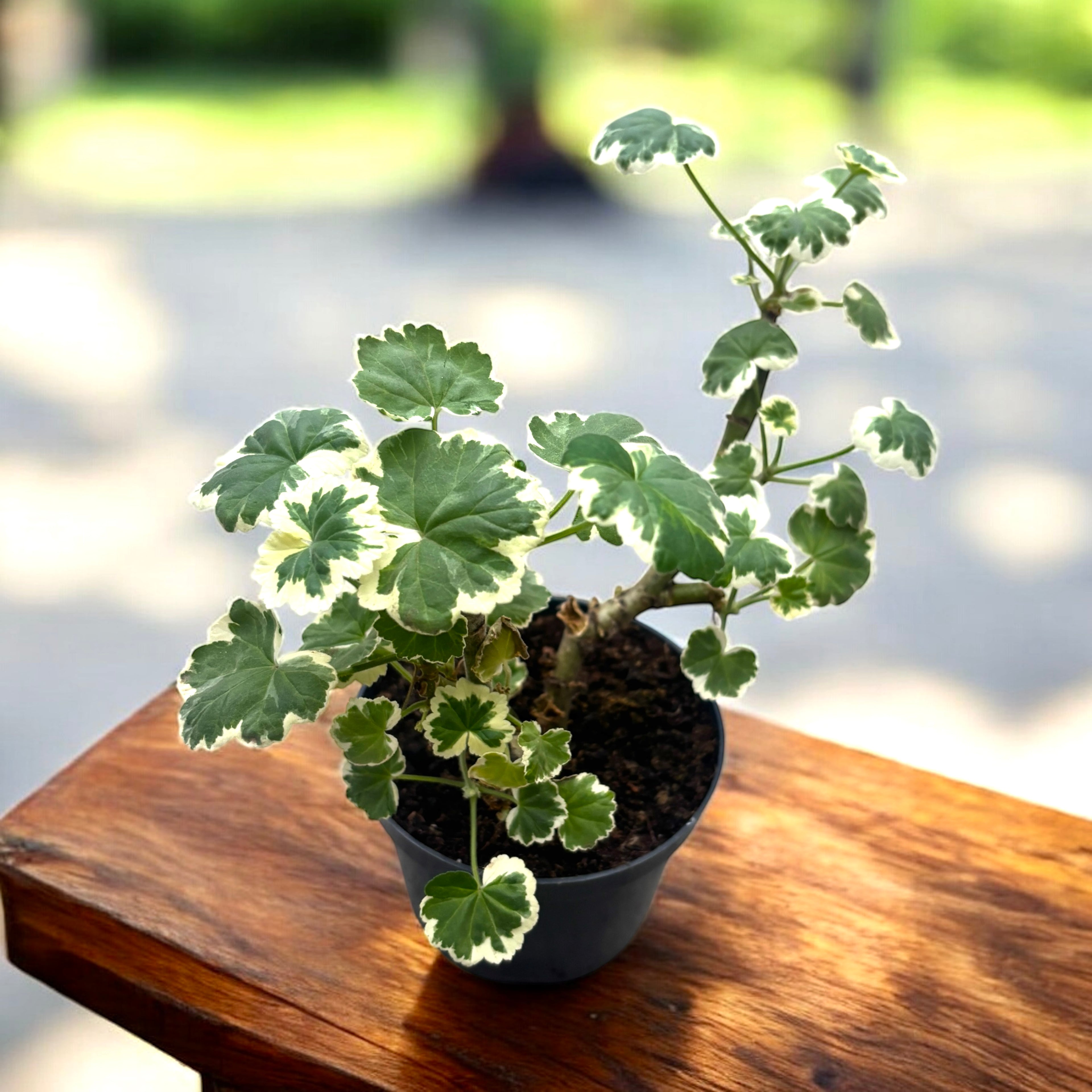 Muscate parfumate si variegate, antitantari - Pelargonium crispum 'Variegatum' (syn. 'Prince Rupert')