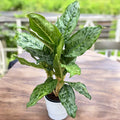 Aglaonema ‘Peacock’ – frunzis tropical cu pattern spectaculos, in varianta XL