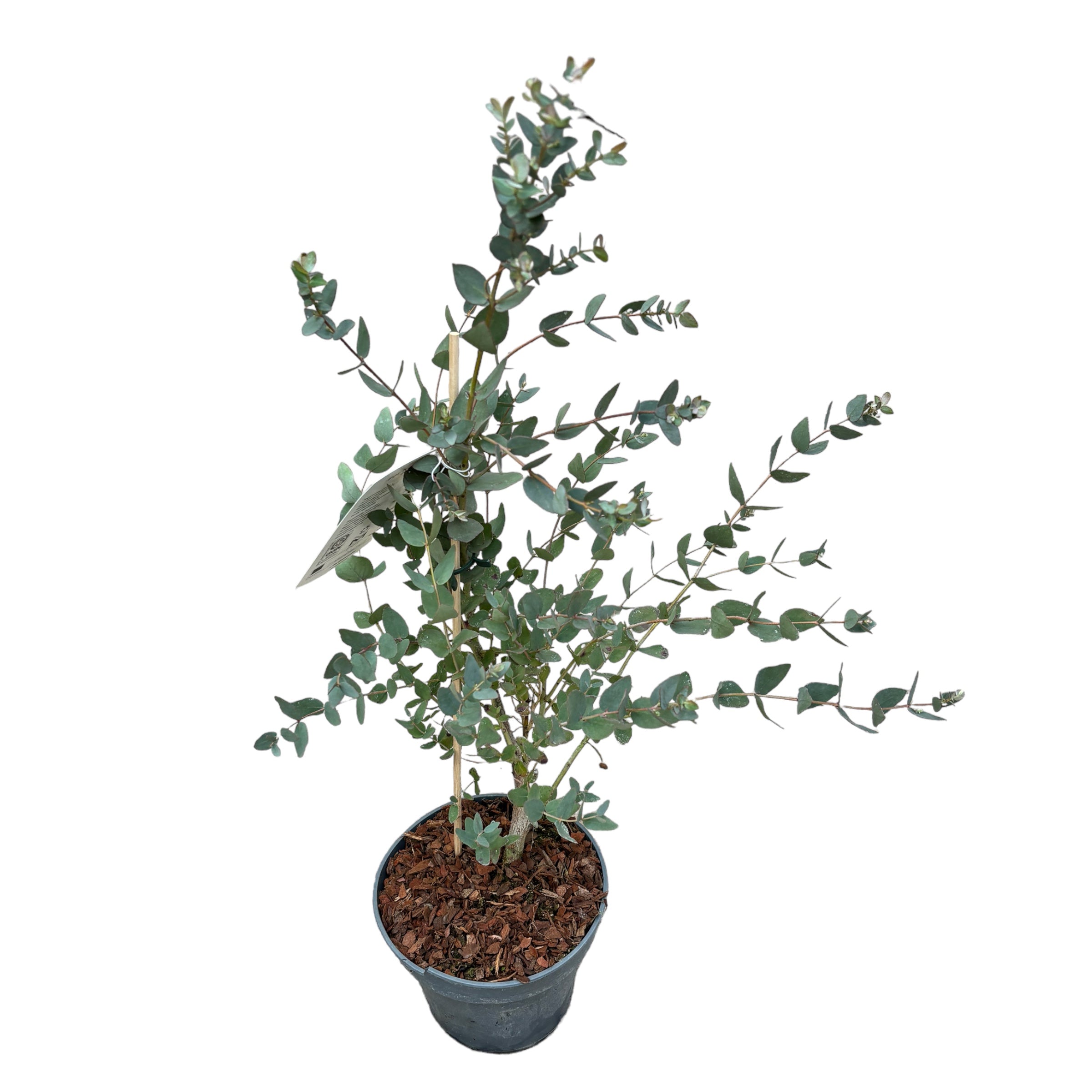 Eucalipt - Eucalyptus gunnii D19