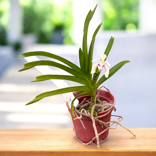 Vanda pumila - compact and fragrant species