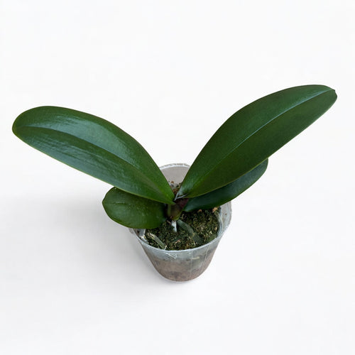 Phalaenopsis Brother Love Ai