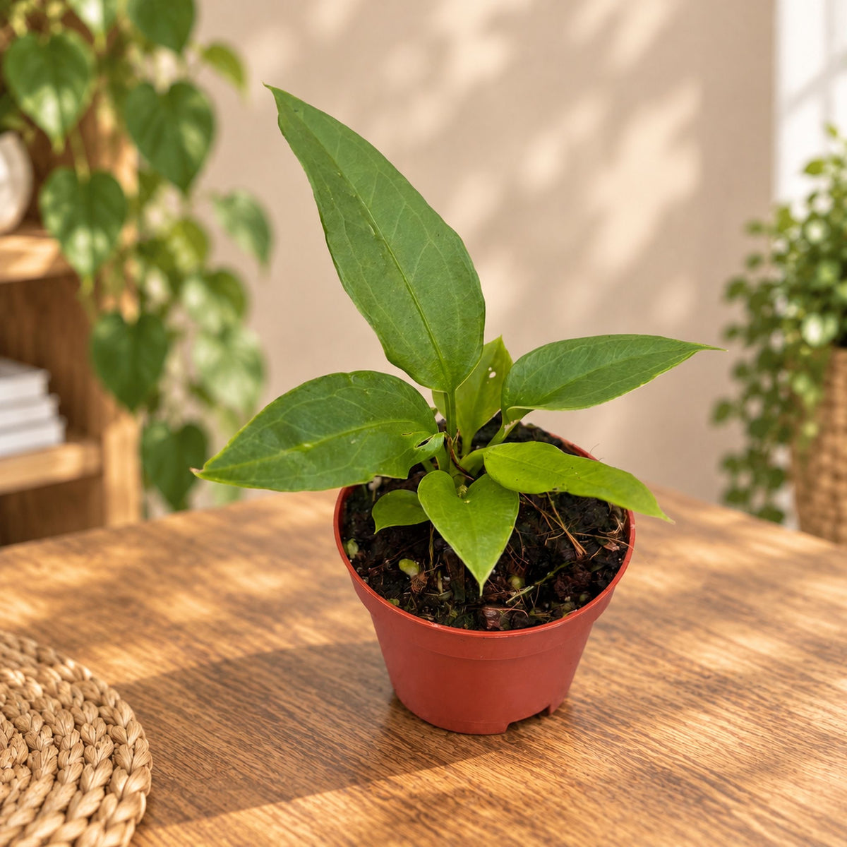 Anthurium vittarifolium - младо растение