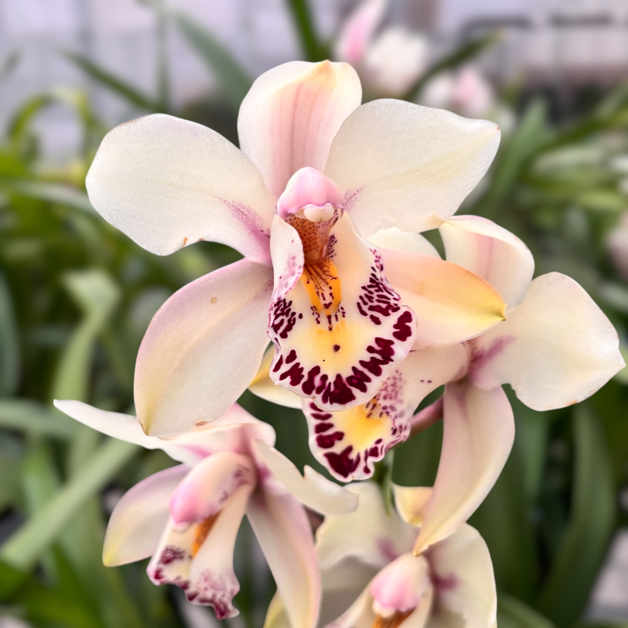 Cymbidium Little Stef