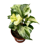 Epipremnum aureum ‘Manjula’ (Happy Leaf) 3-4 plante/ghiveci