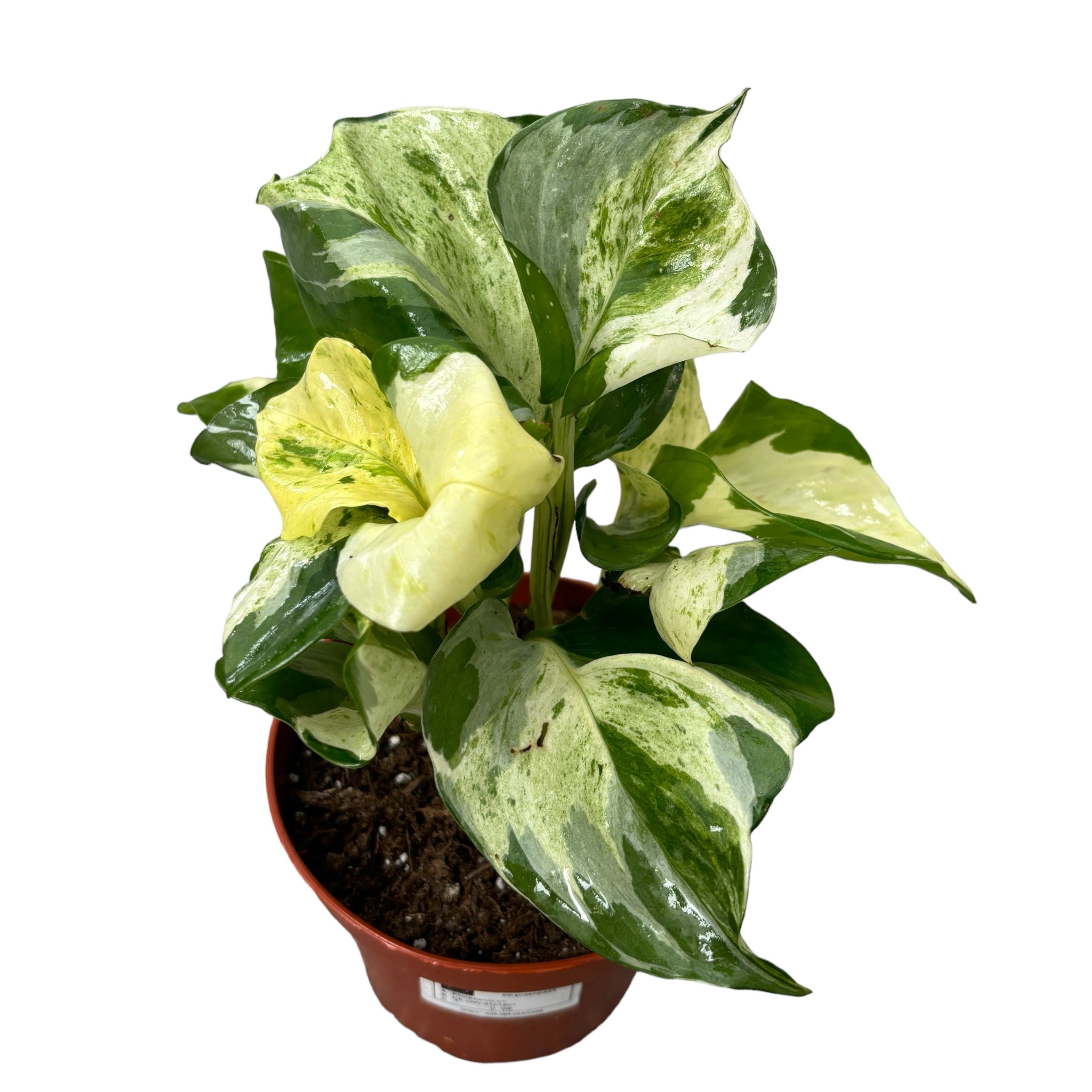 Epipremnum aureum ‘Manjula’ (Happy Leaf) 3-4 plante/ghiveci