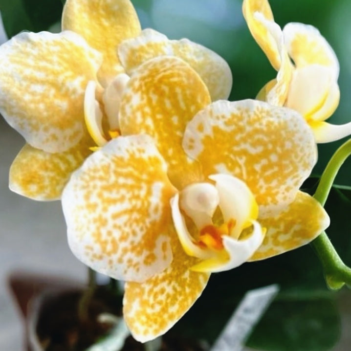 Phalaenopsis Yaphon Golden Leopard 'AN6609'