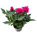 Dwergrozen Rosa Deep Pink - geurende bloemen (3 planten/pot)