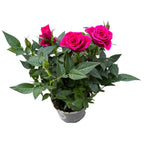 Dwergrozen Rosa Deep Pink - geurende bloemen (3 planten/pot)