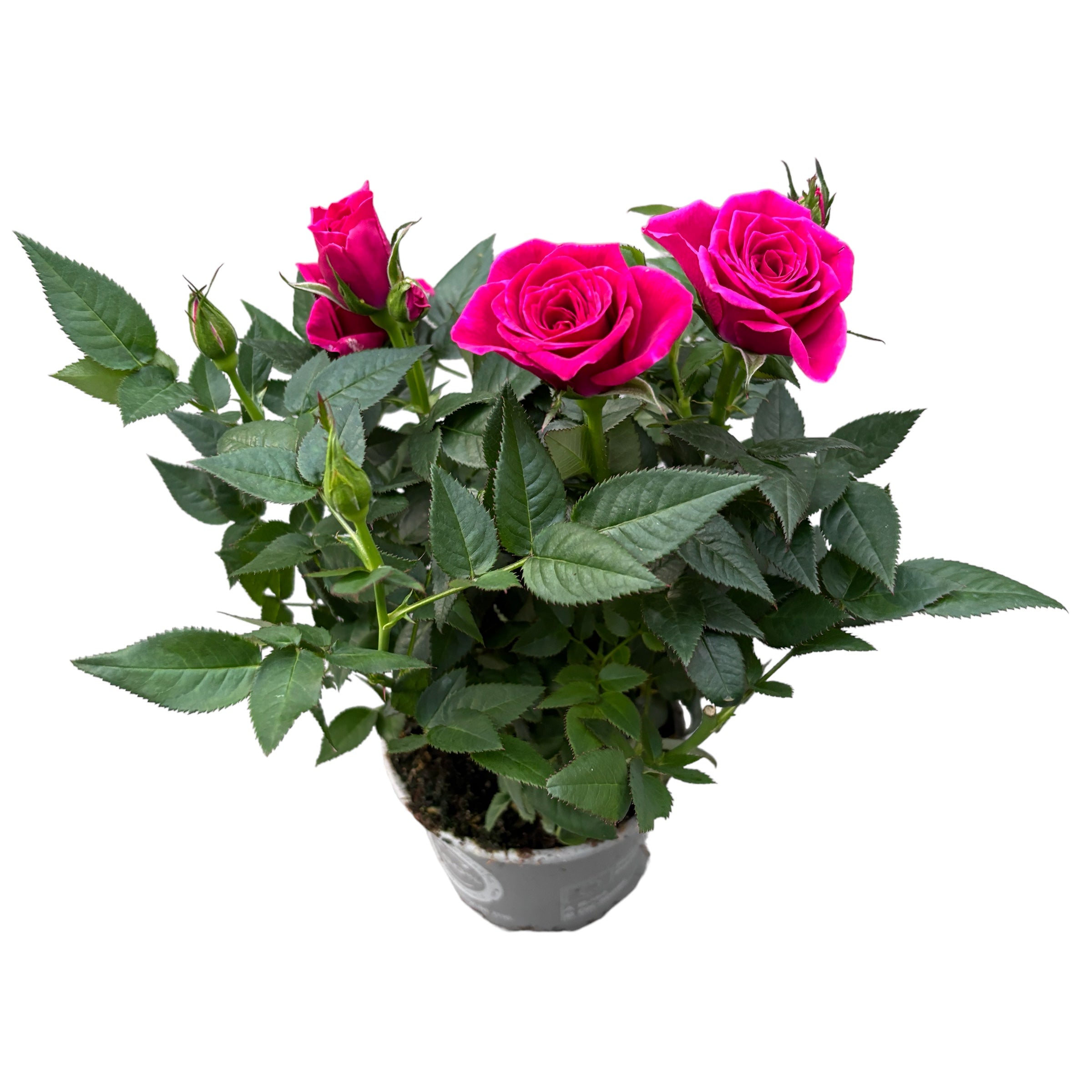 Trandafiri pitici Rosa Deep Pink - flori parfumate (3 plante/ghiveci)