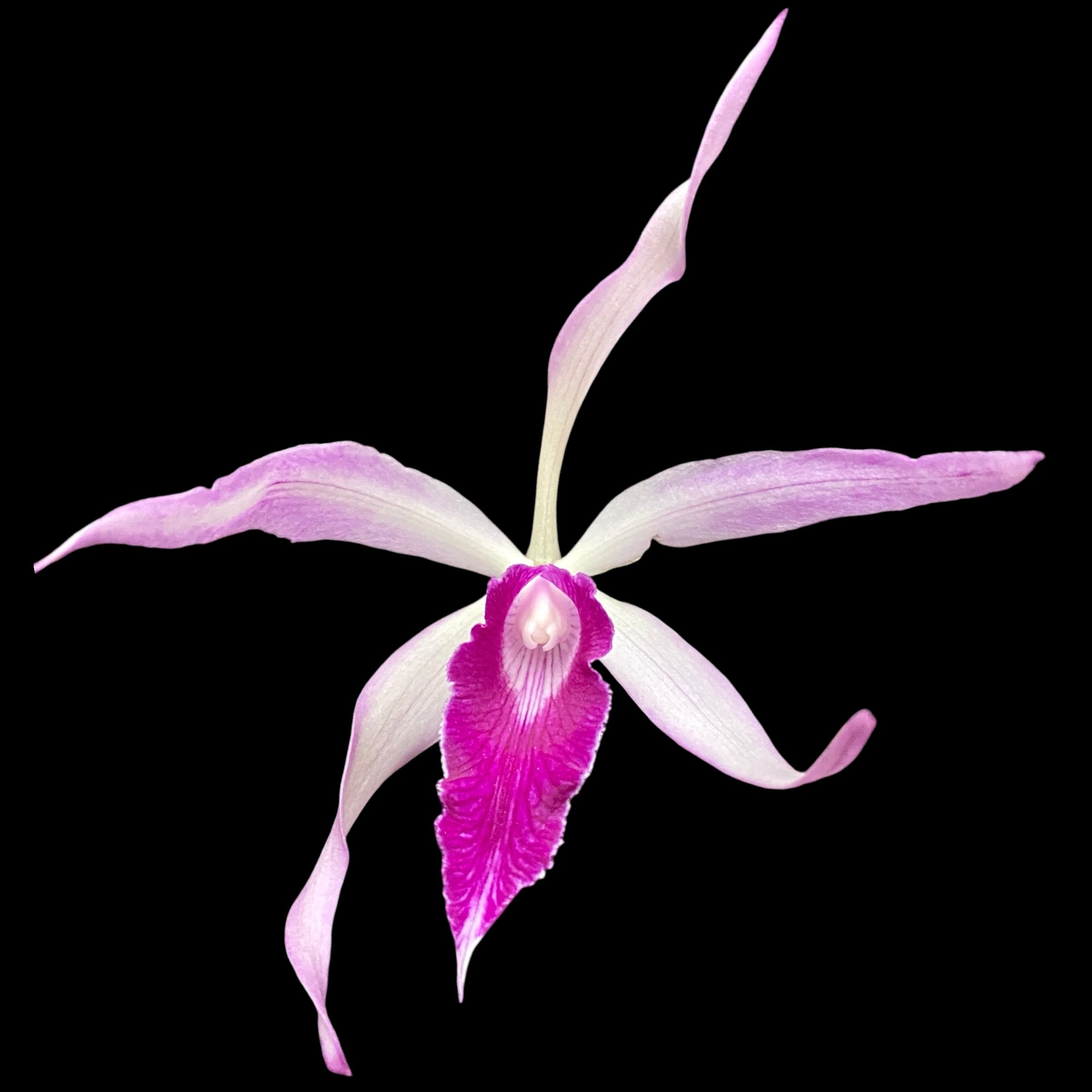 Brassocattleya Amethyst (C. purpurata × B. cucullata) parfumata