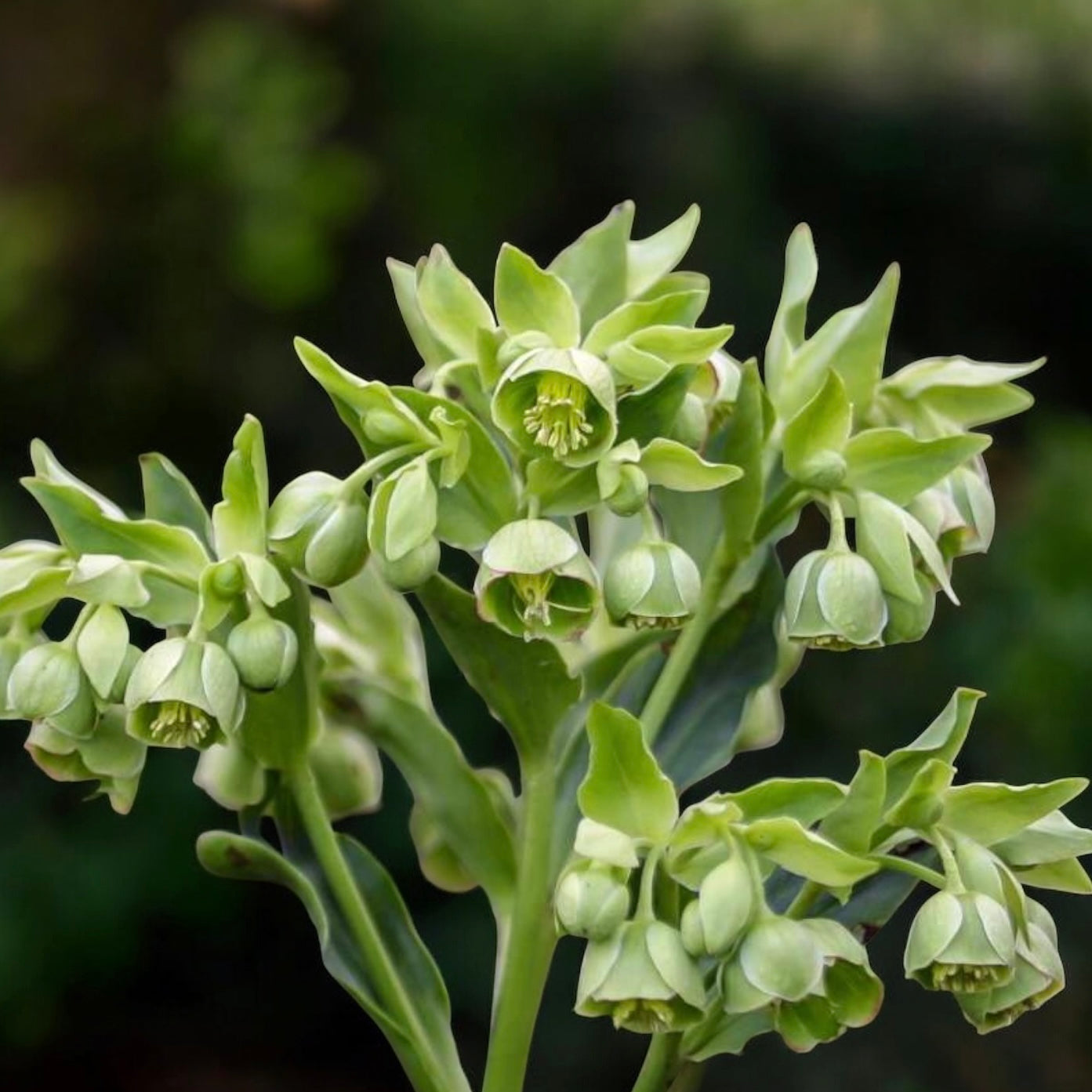 Helleborus foetidus – spanzul de iarna, floare decorativa si rezistenta