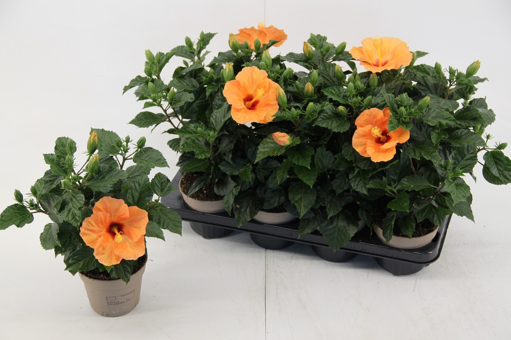 Hibiszkusz rosa-sinensis 'Bombay'