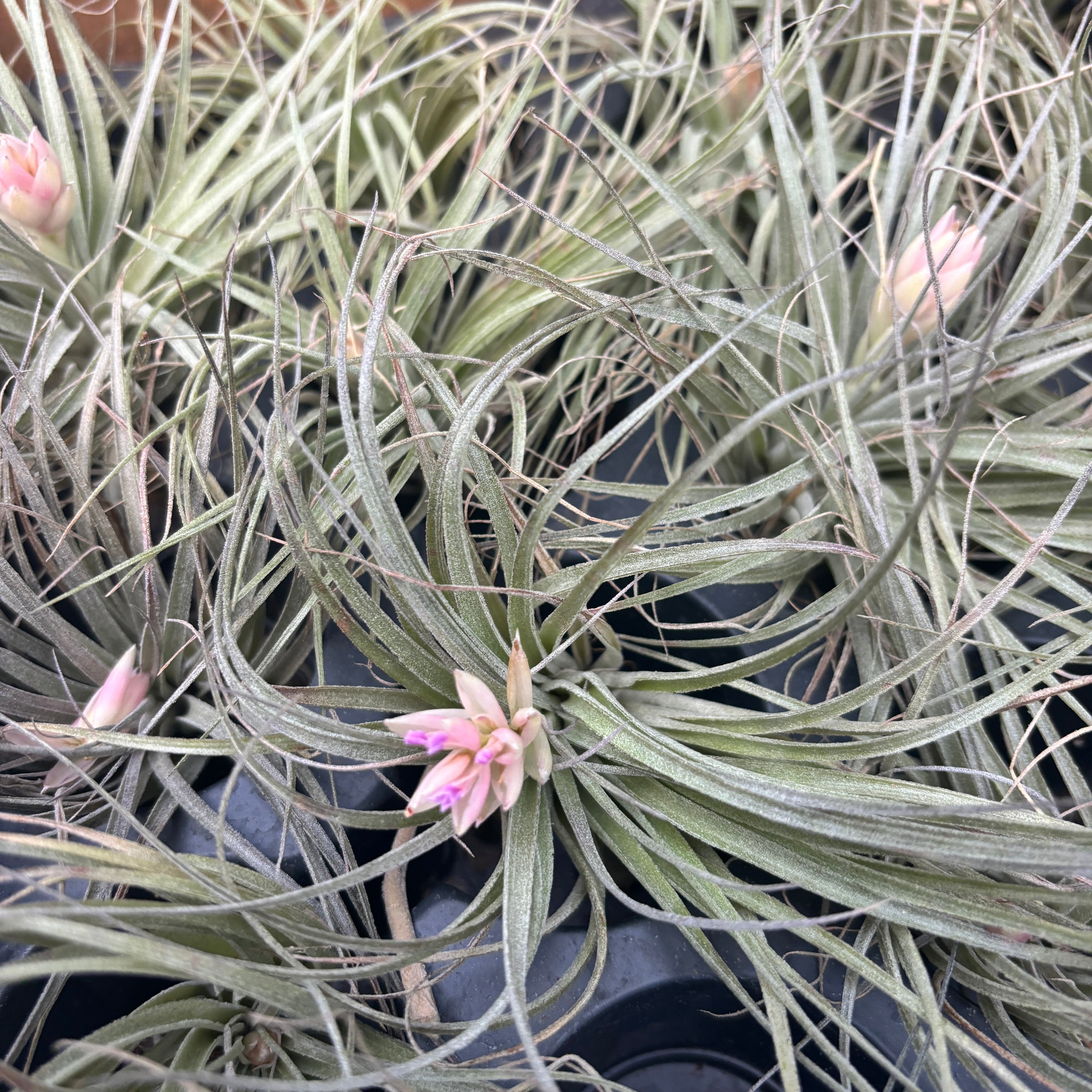 cotton candy air plant Tillandsia 'Cotton Candy' – spectacular air plant with pink-lavender i – Secret Garden Plant Shop