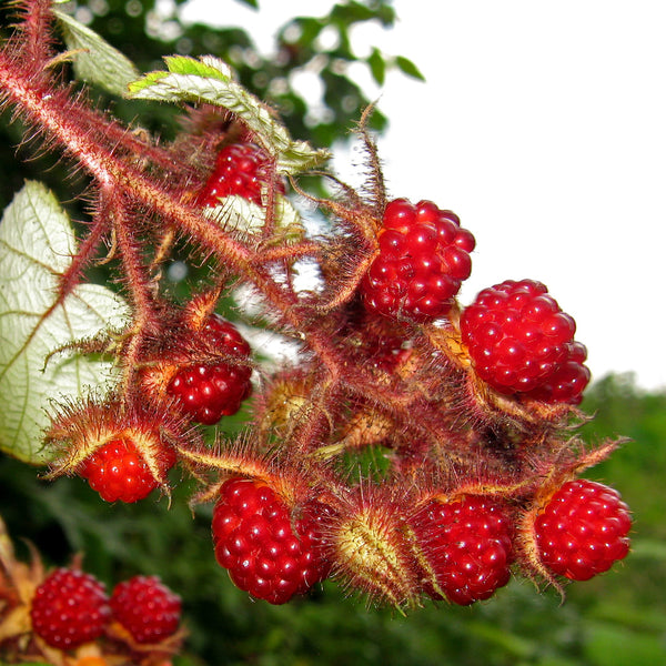 Zmeur japonez - Rubus phoenicolasius