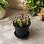 Gymnocalycium 'Purple Nebula' - cactus de colectie cu nuante violet