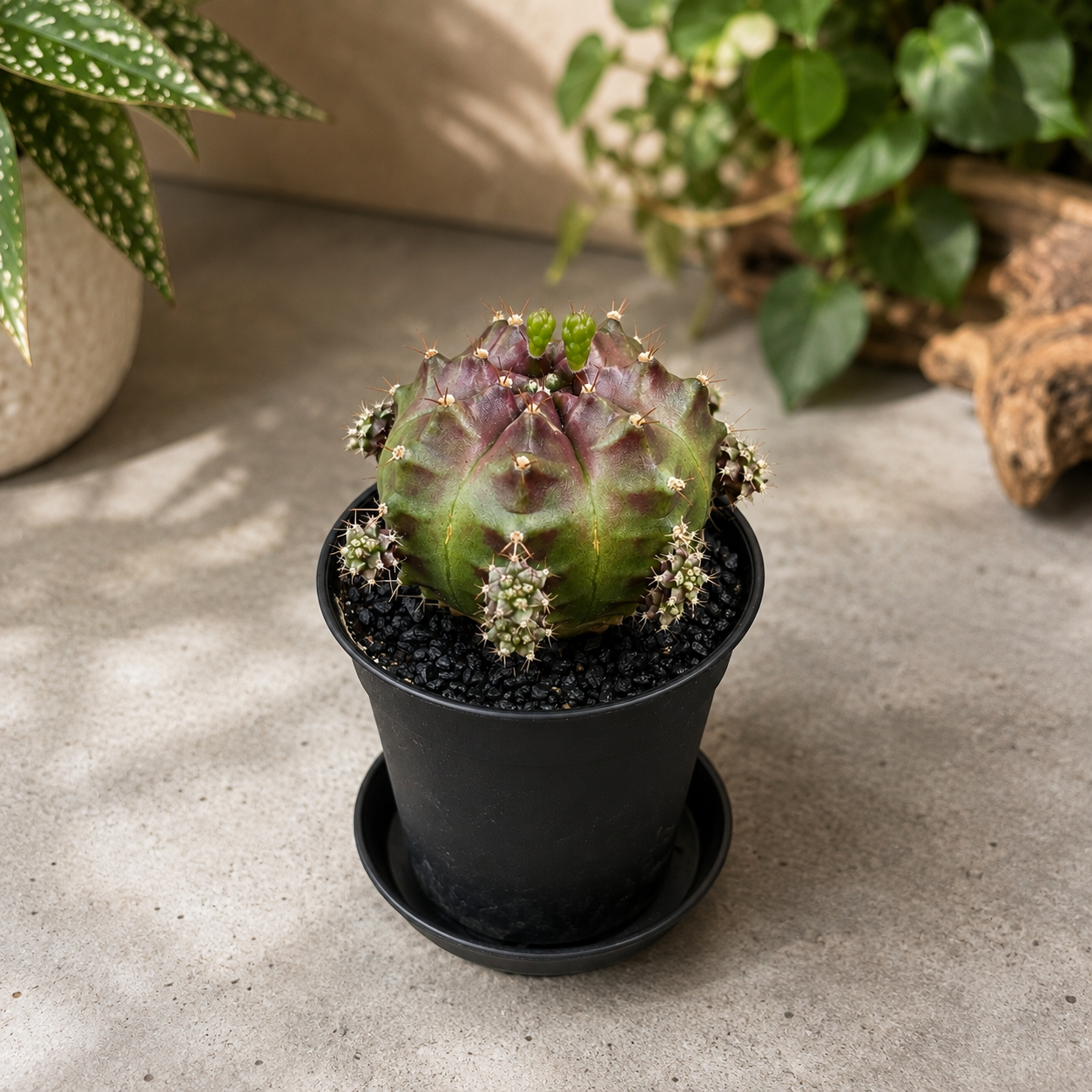 Gymnocalycium 'Purple Nebula' - cactus de colectie cu nuante violet