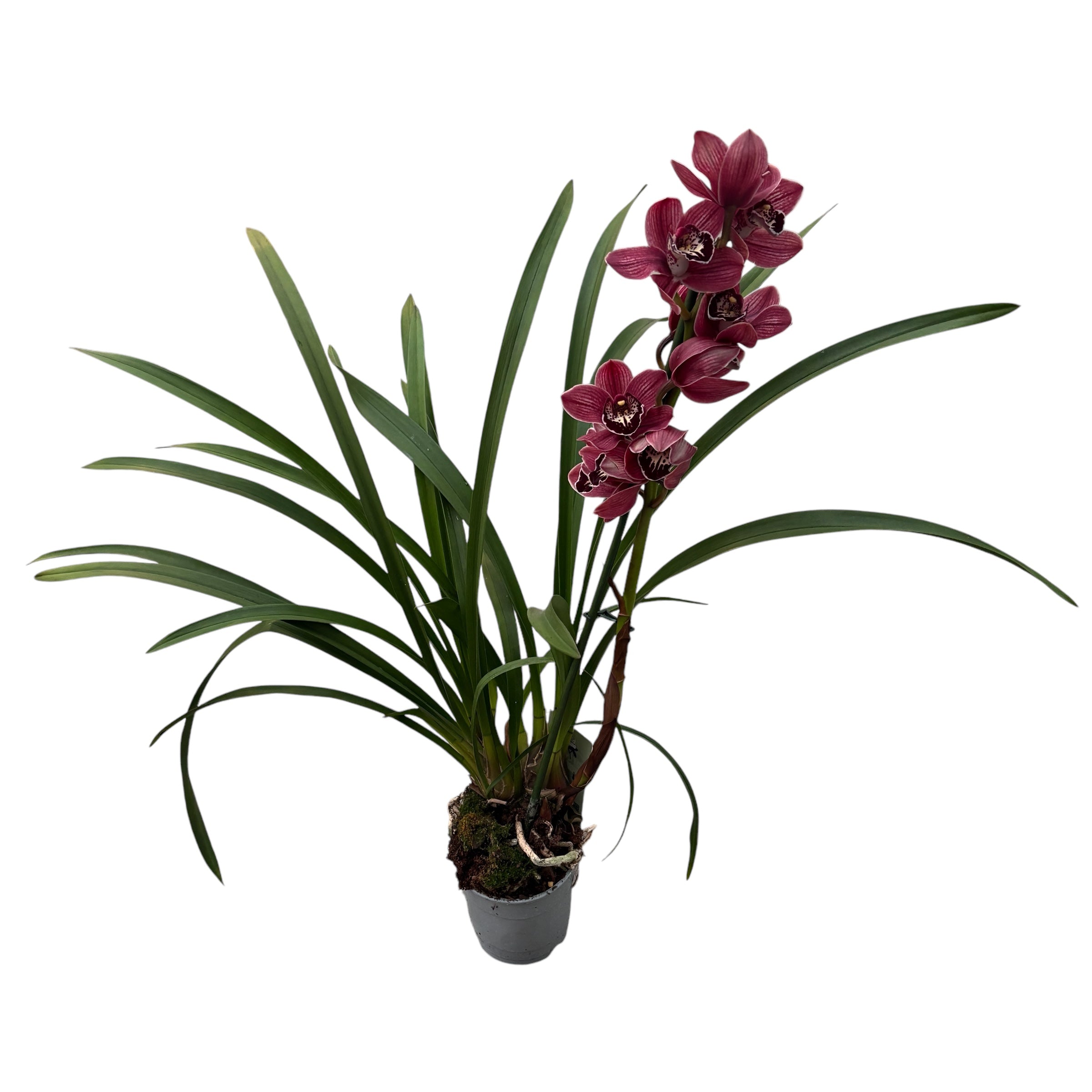 Cymbidium Red Beauty Roy