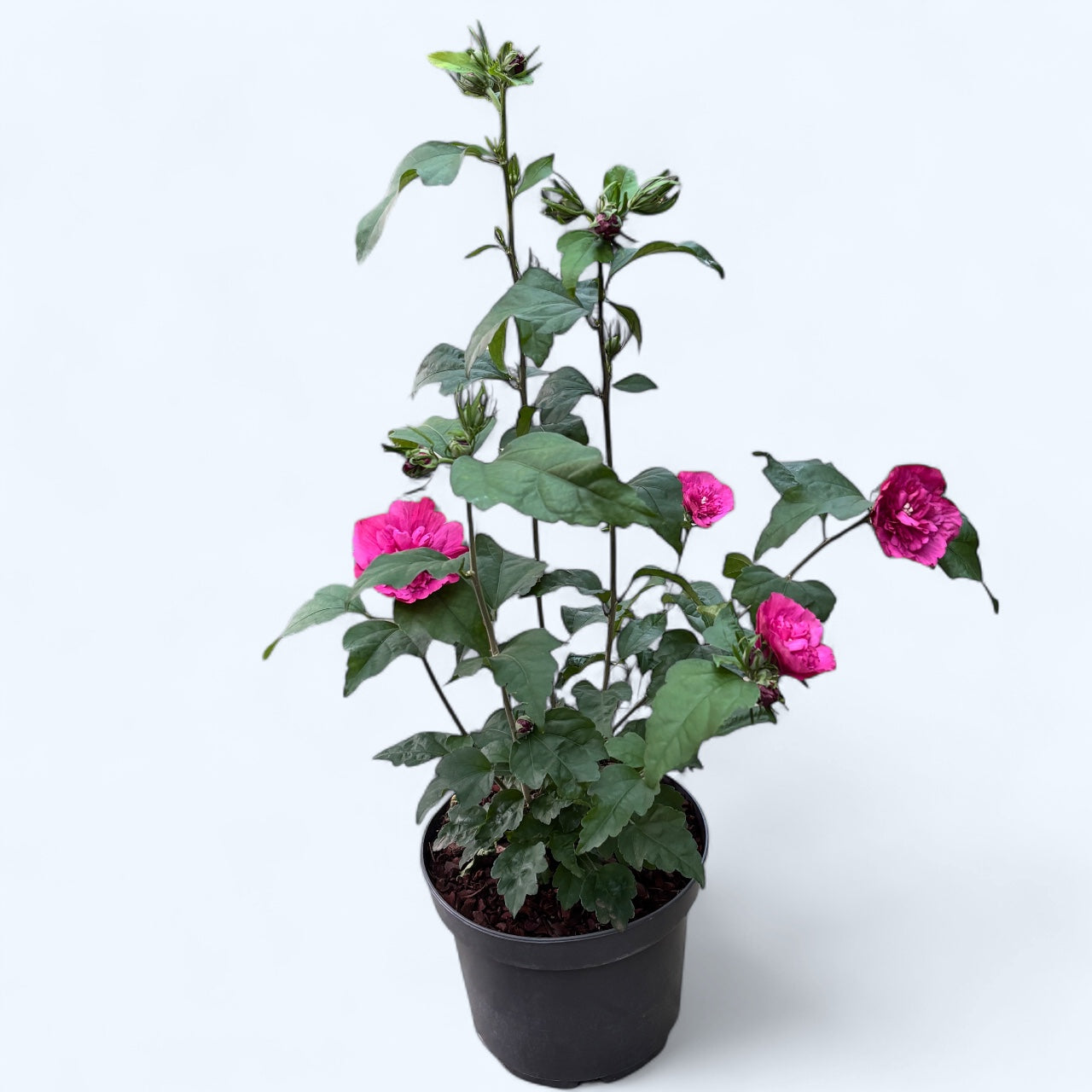 Hibiscus syriacus ‘Ruby Chiffon’ flori duble - exemplare XL