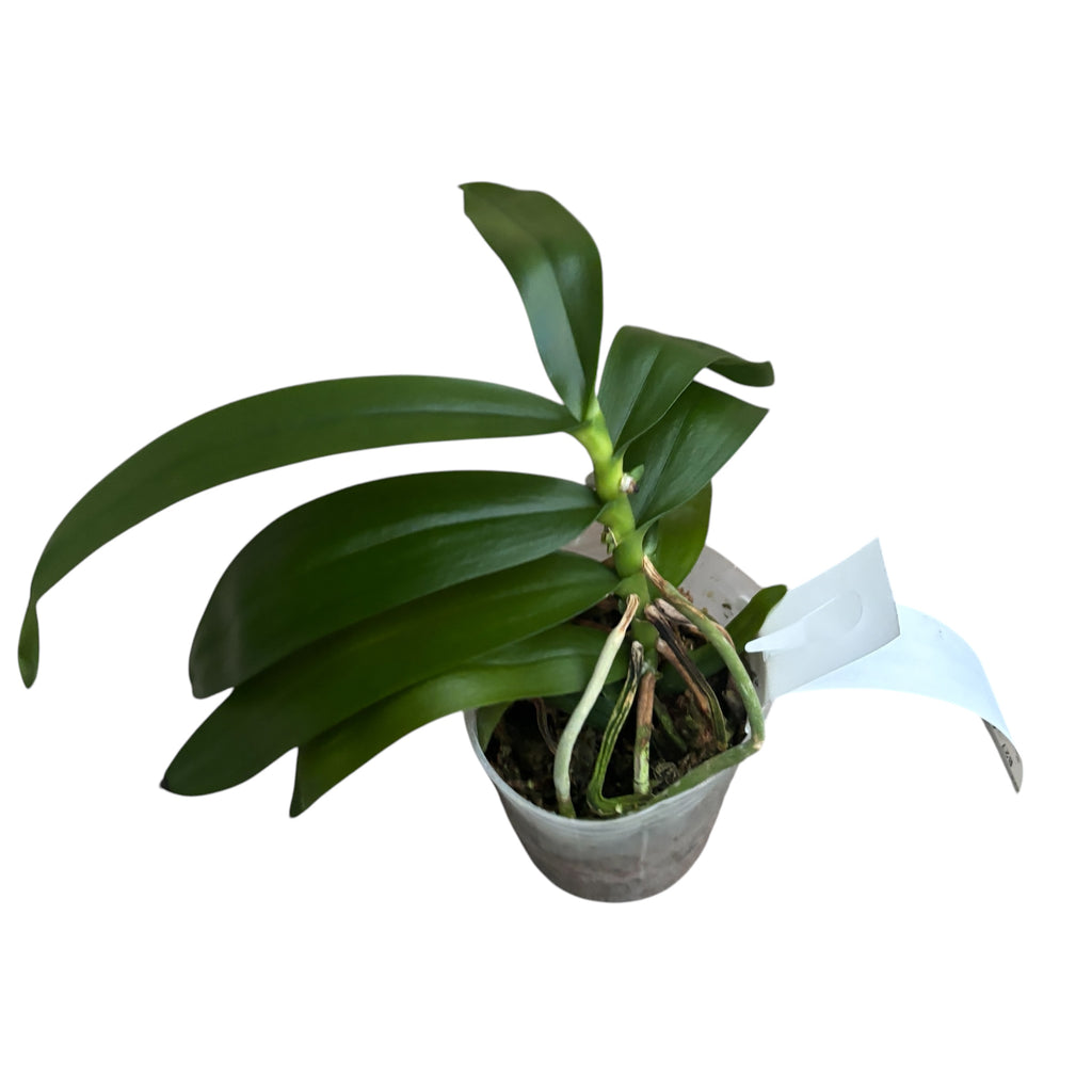 Macropodanthus cootesii (macropodanthus de Cootes)