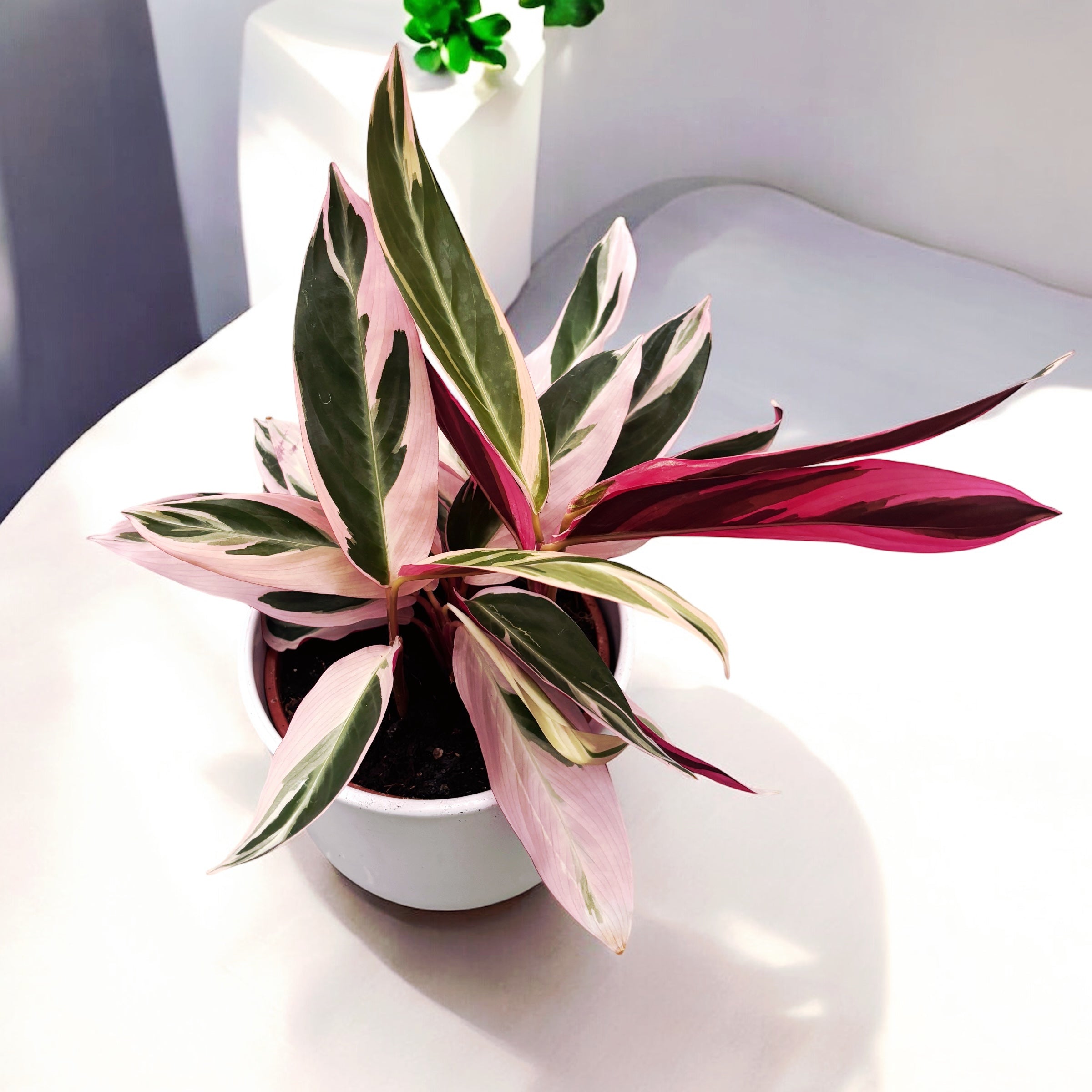 Calathea Triostar (Stromanthe Sanguinea Triostar) D14
