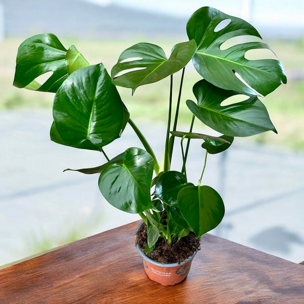 Monstera deliciosa (Schweizer Käsepflanze) D17 - 2 Pflanzen/Topf