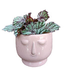 Koristepullo Face D12cm