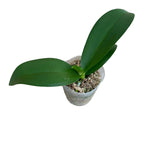 Phalaenopsis Fangmei Green Light (peloric)