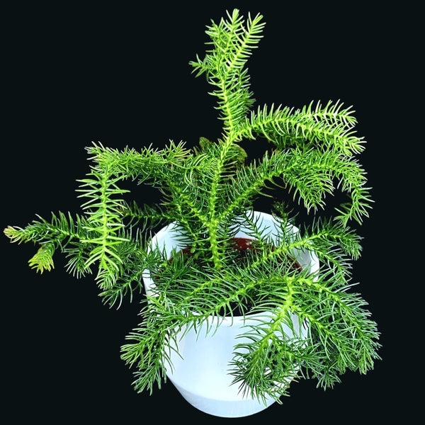 Araucaria heterophylla (Norfolk Island pine) D10cm