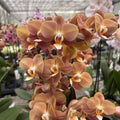 Phalaenopsis Monaco