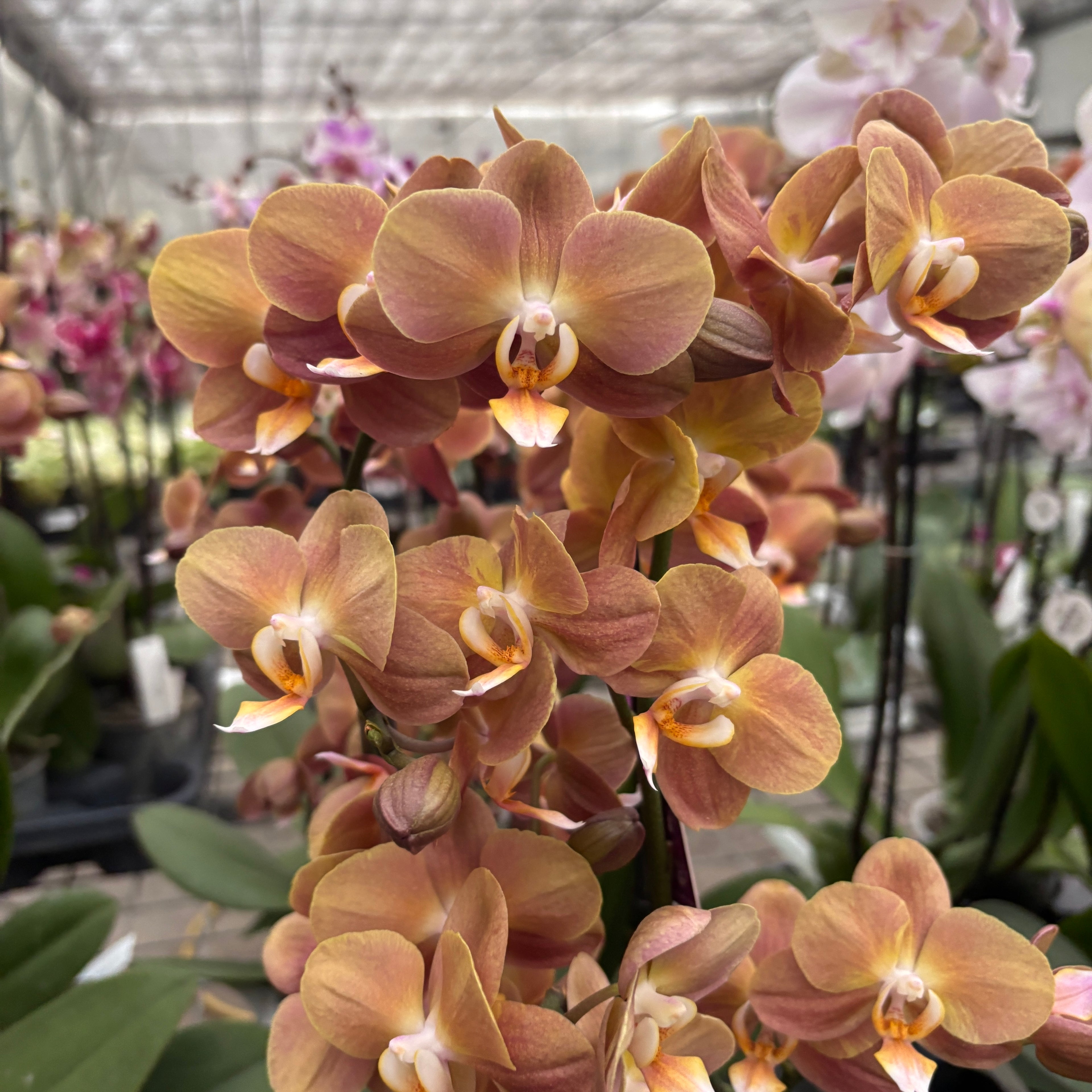 Phalaenopsis Monaco