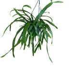 Rhipsalis monacantha - primerki XL