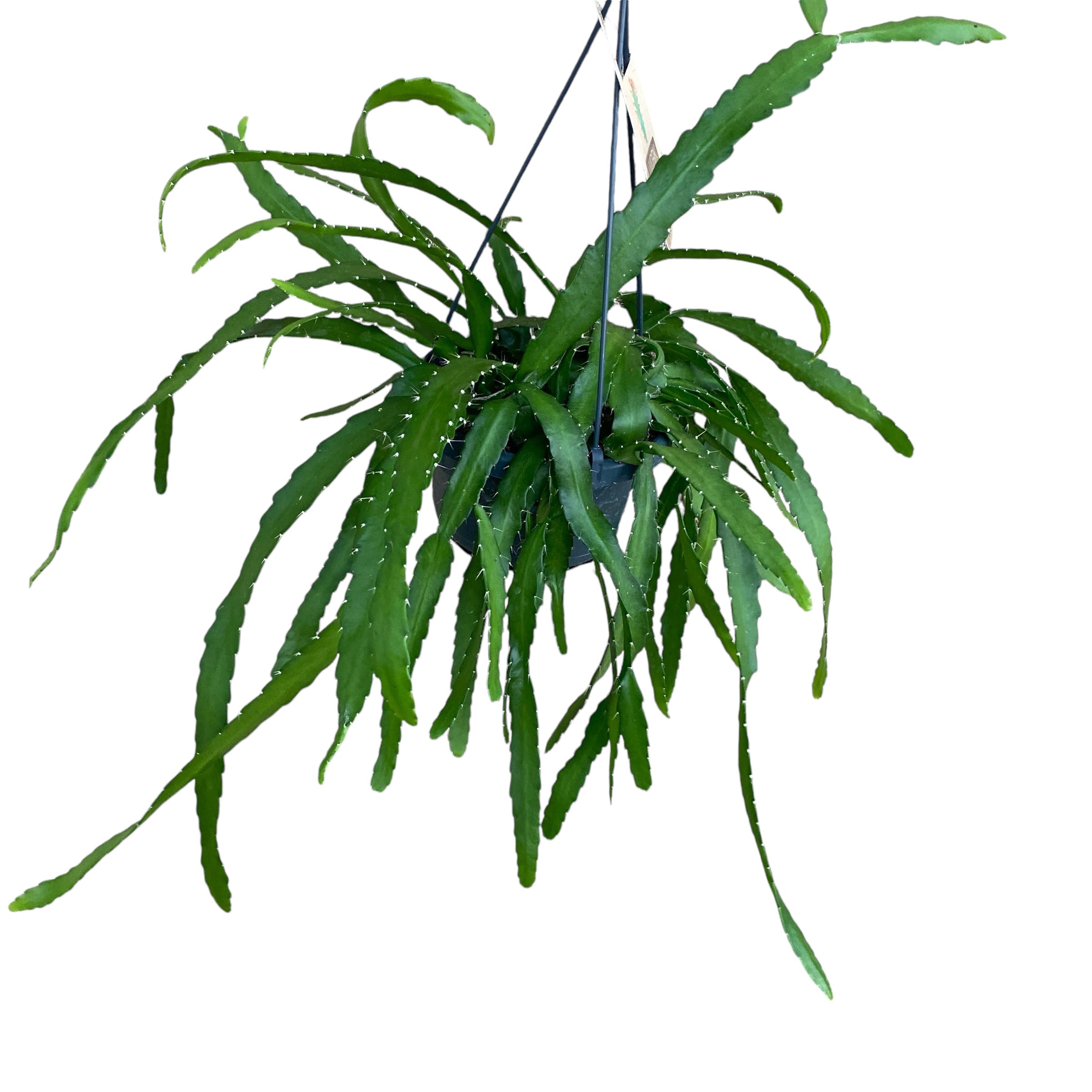 Rhipsalis monacantha - exemplare XL