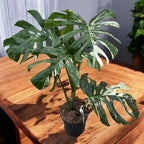 Monstera deliciosa 'Variegata' D17 - exemplaires XL