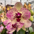 Phalaenopsis Sunset Fairy (Kleopatra)