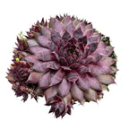 Sempervivum 'Blushing Garnet' (Planta Urechelnita)