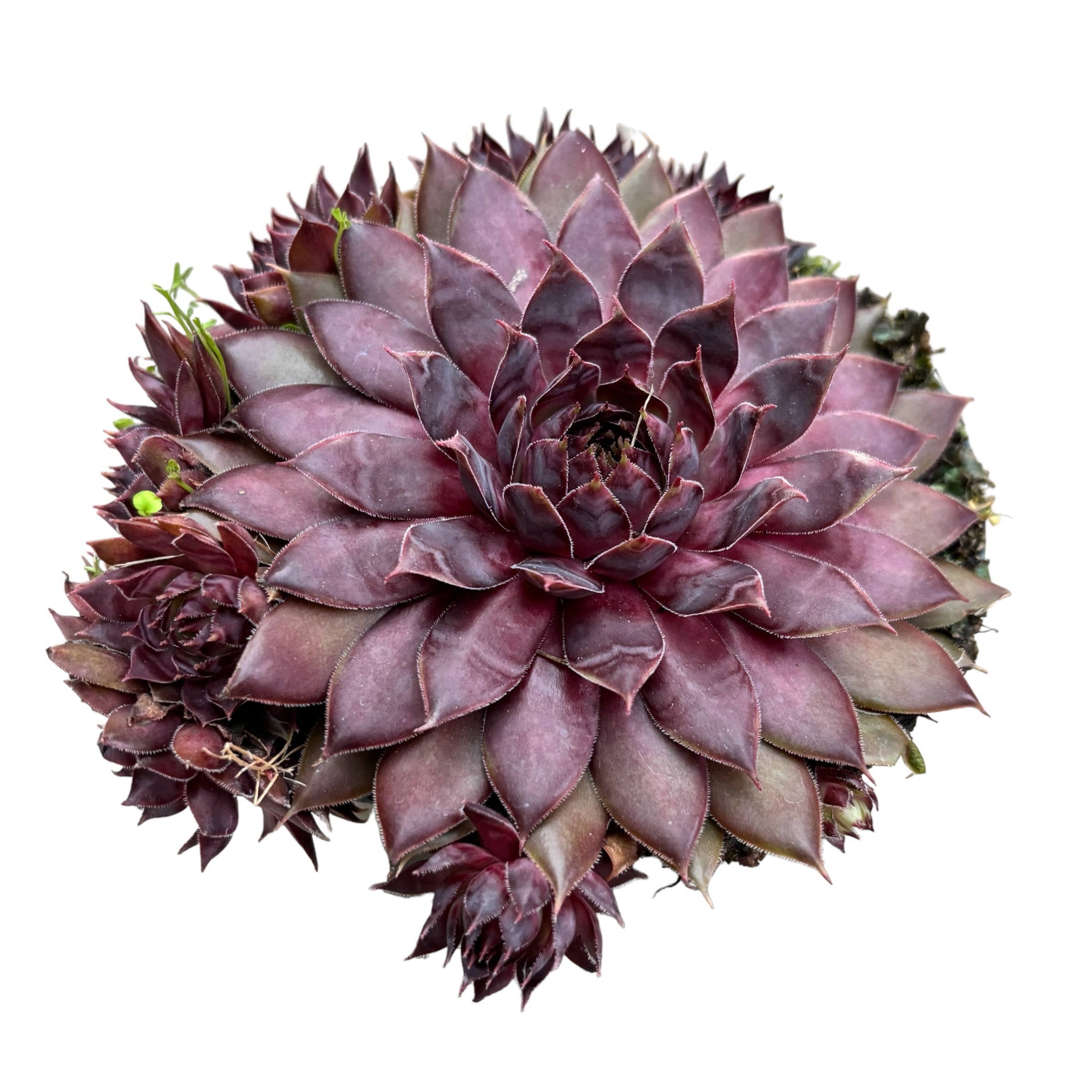 Sempervivum 'Blushing Garnet' (Planta Urechelnita)