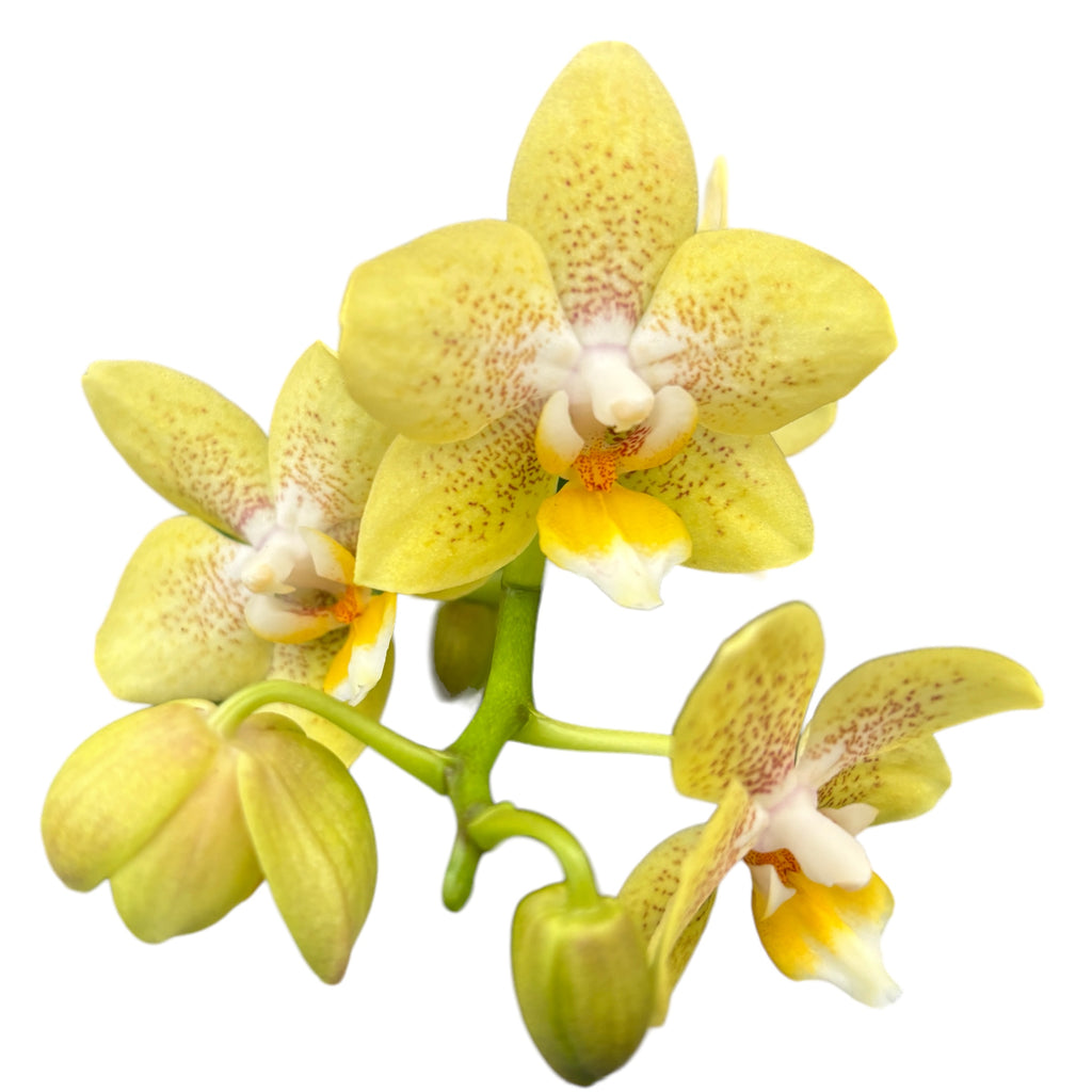 Phalaenopsis Summer - flori parfumate