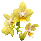 Phalaenopsis Summer - vonné květy