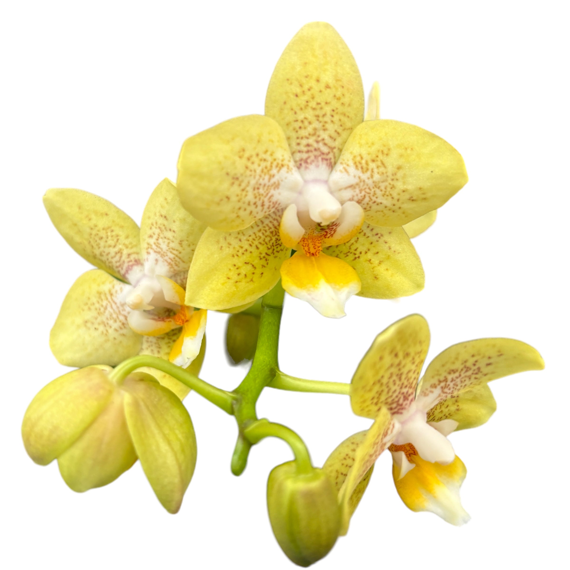 Phalaenopsis Sommer - duftende Blumen